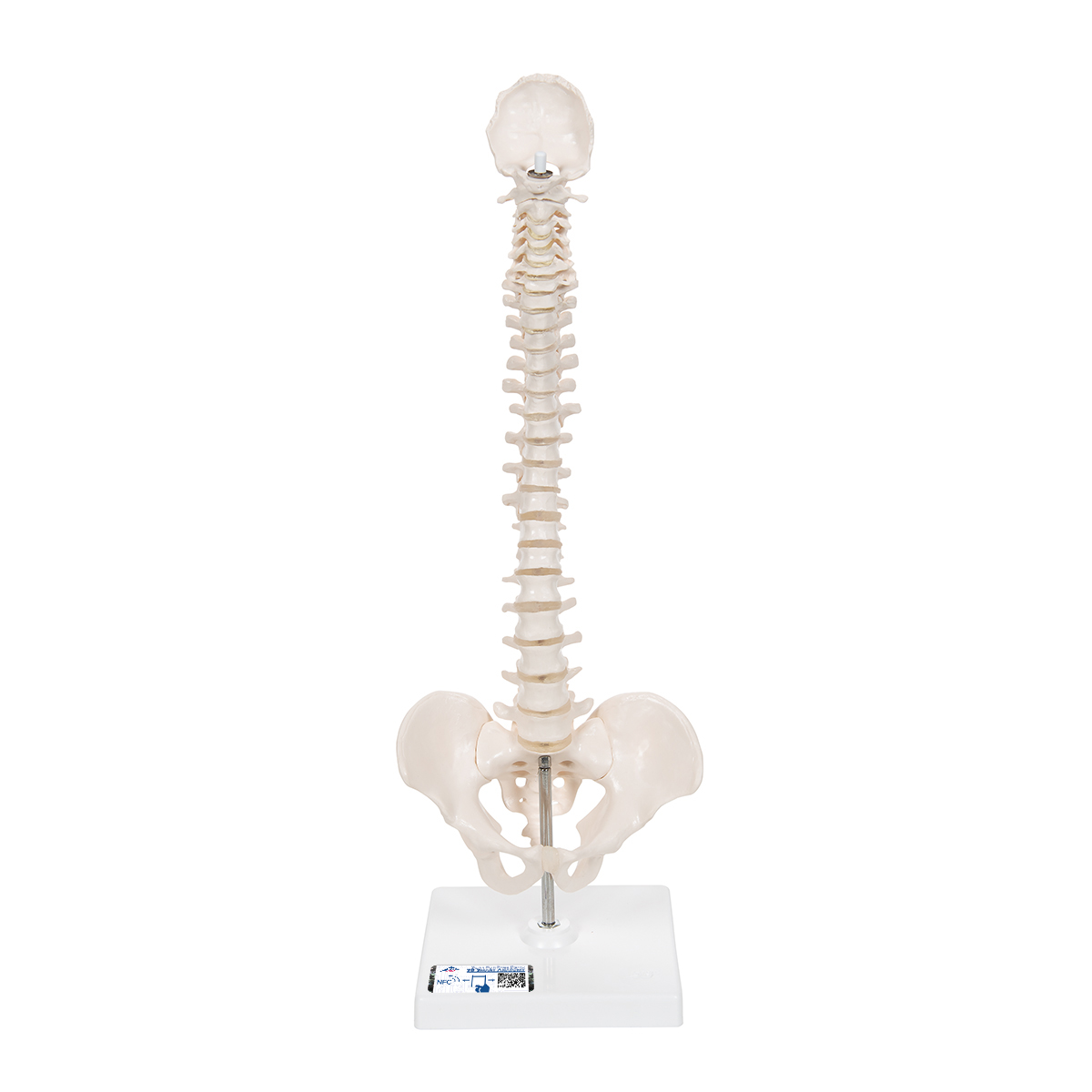 Columna vertebral miniatura flexible con soporte Código: TB1000043