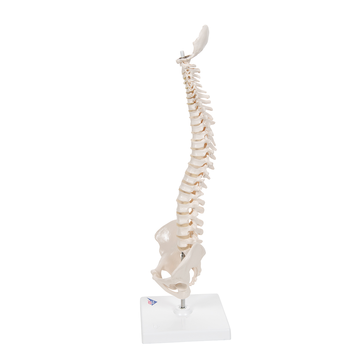 Columna vertebral miniatura flexible con soporte Código: TB1000043 - Imagen 2