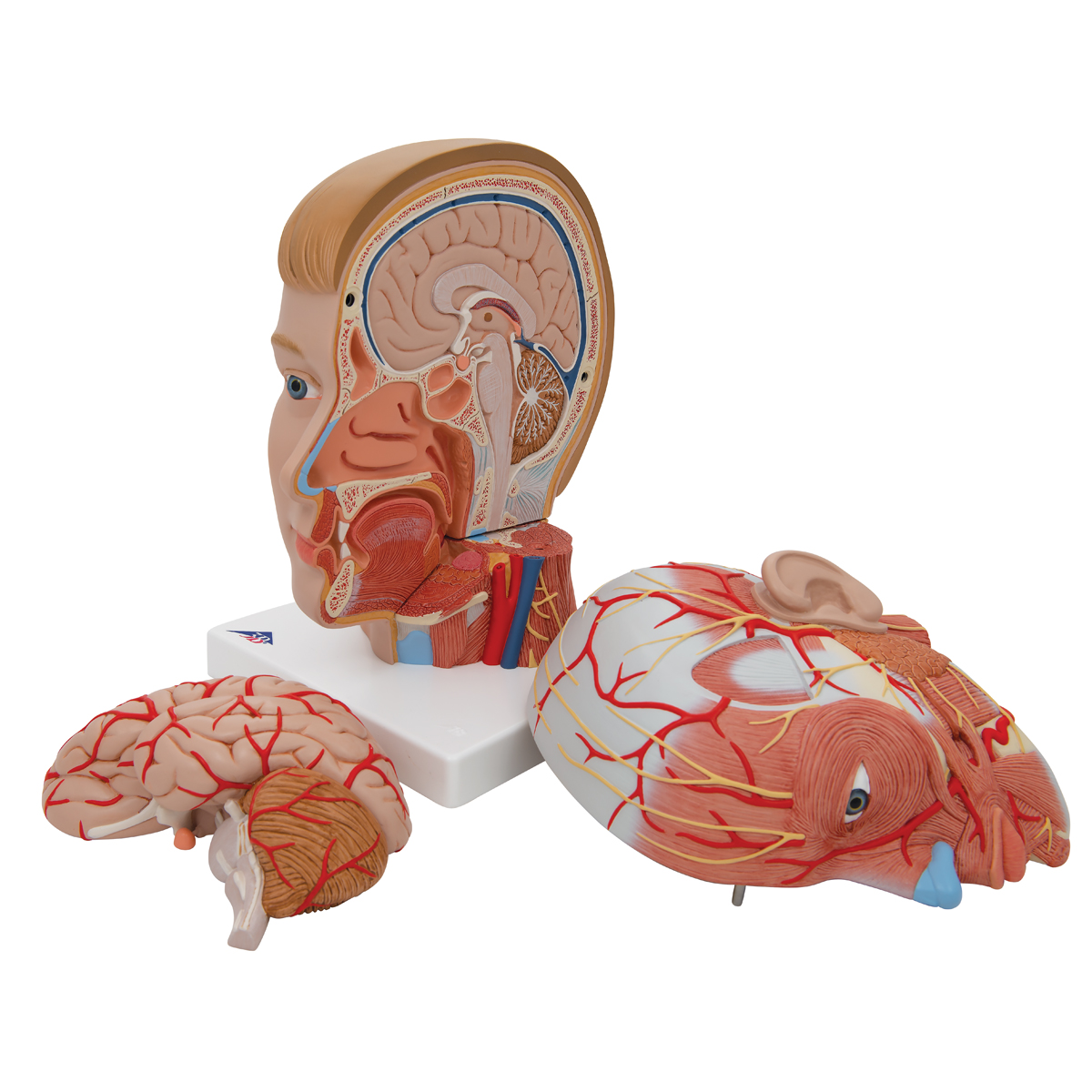 Cabeza con cuello, 4 piezas Código: TB1000216 - Imagen 2