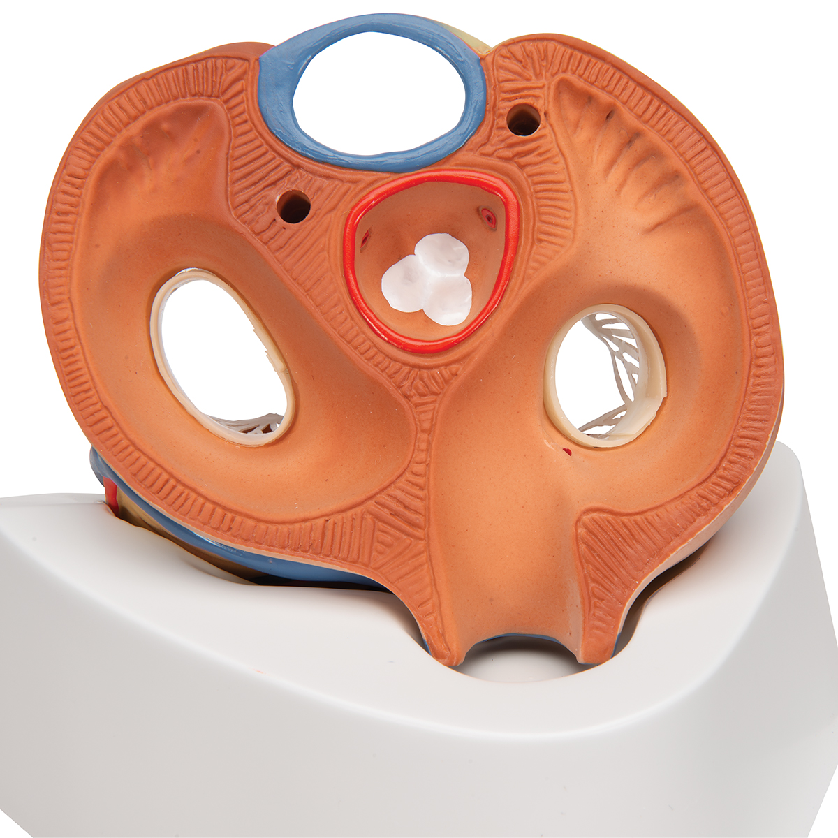 Corazón, 7 piezas Código: TB1008548 - Imagen 3