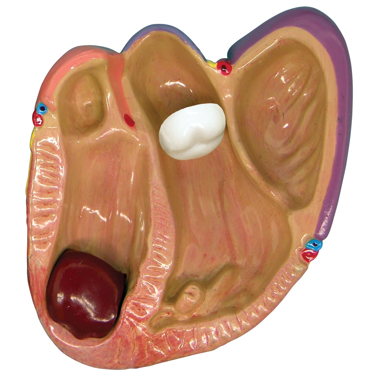 Set de 3 modelos de corazón tamaño reducido Código: TB1019530 - Imagen 3