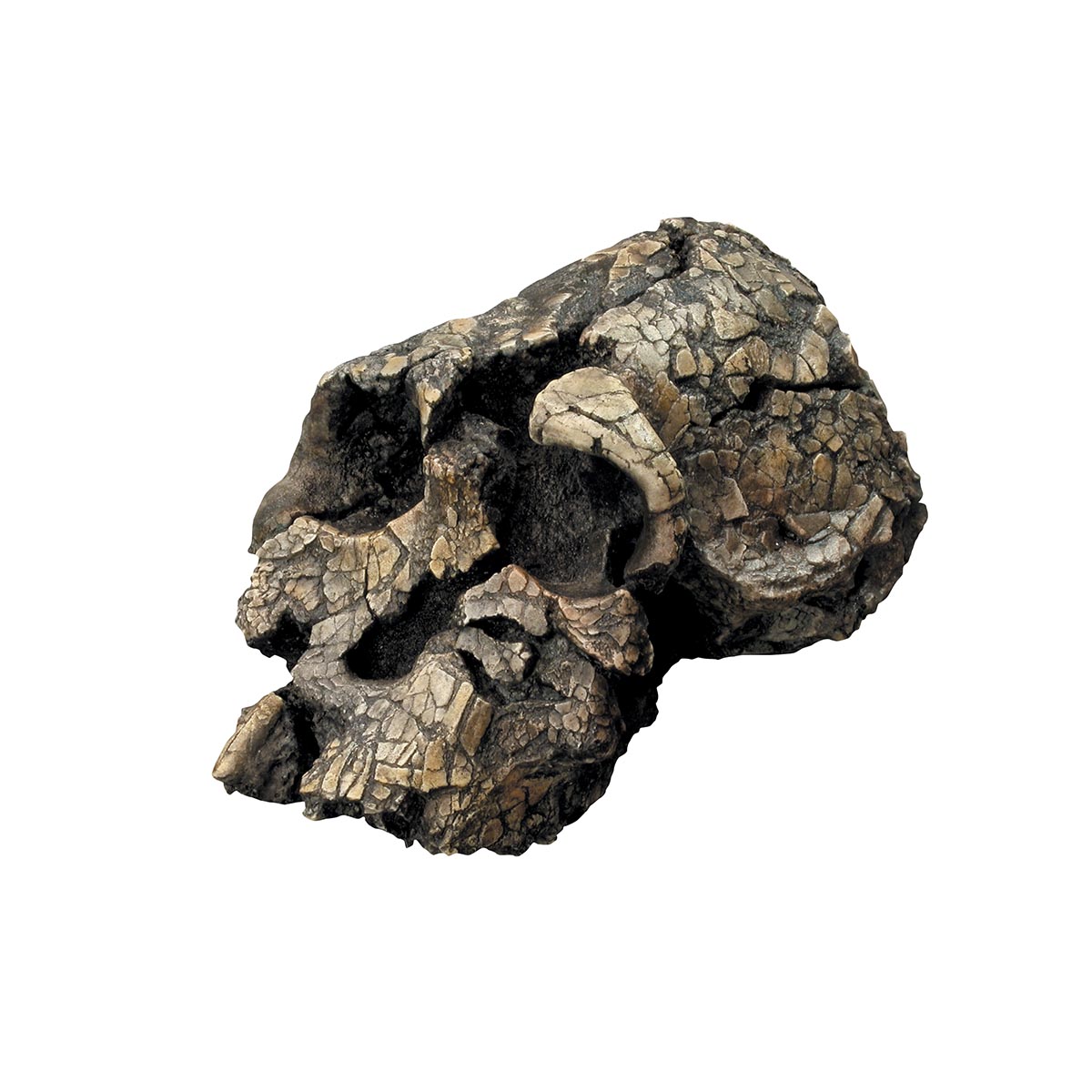 Cráneo Kenyanthropus platyops - Bone Clones® Código: TBW59308